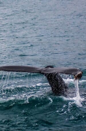 Kaikoura Day Tour
