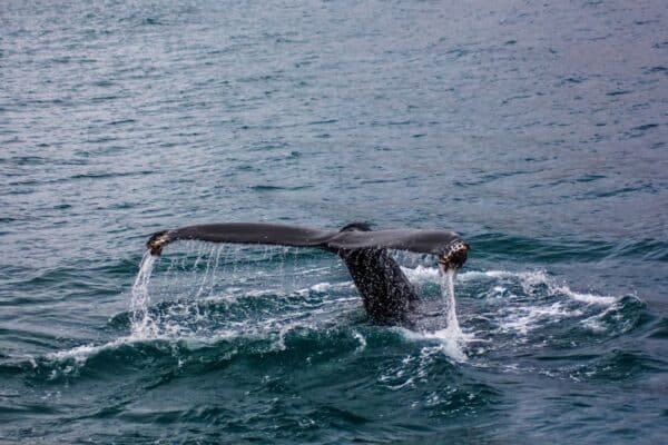 Kaikoura Day Tour