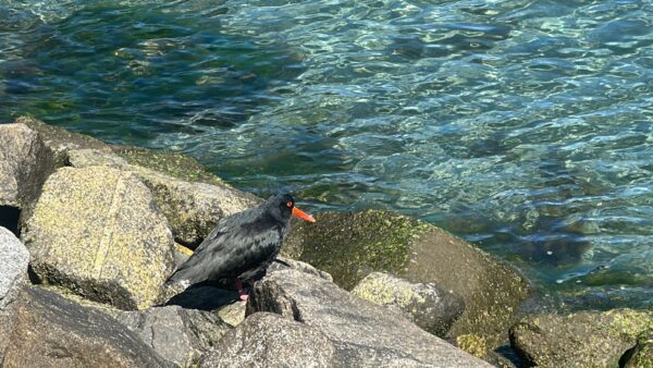 Premium Milford Sound Day Tour & Cruise from Queenstown - Image 4